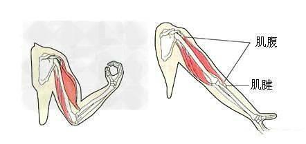 肌腱炎和筋膜炎的区别在哪?