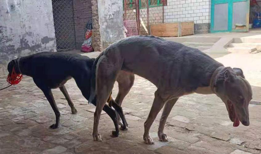 黑鹰900128001216364 - 格力犬yy--格力犬中英文血统