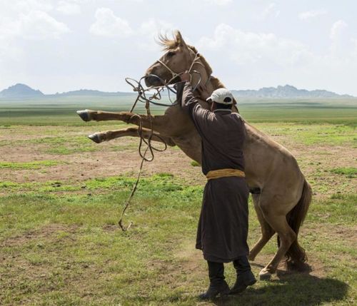 county"s rachel roman rides with pride in the mongol derby