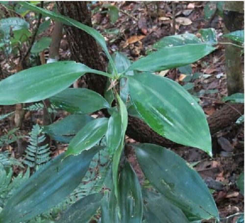 为龙舌兰科植物矮龙血树dracaena terniflora roxb的根.分布于云南.
