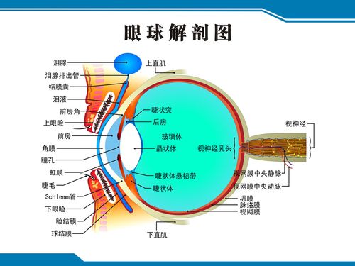 眼球解剖模型_眼球t恤_t恤带图&_16705眼球_ 眼球解剖