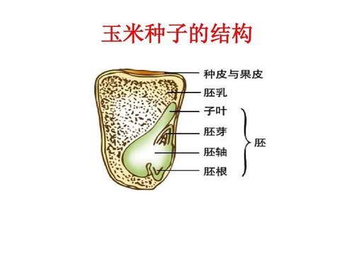 玉米种子的结构