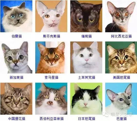 猫咪种类猫的分类