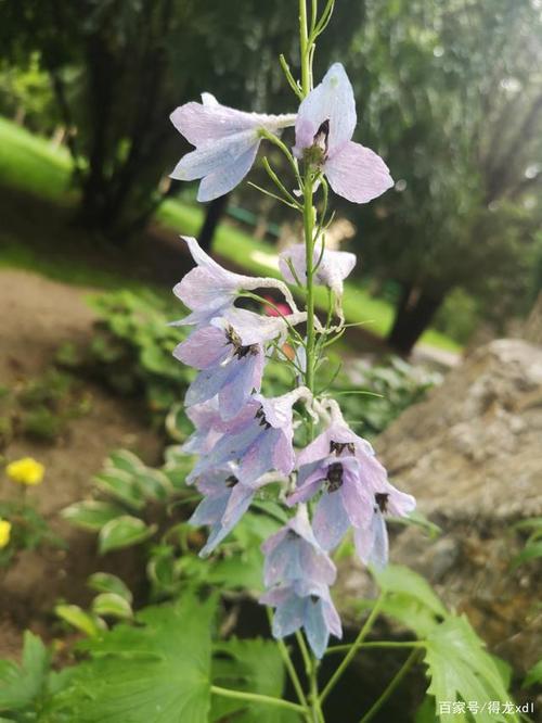 翠雀清秋蕴彩妍,飞燕轻点到天边