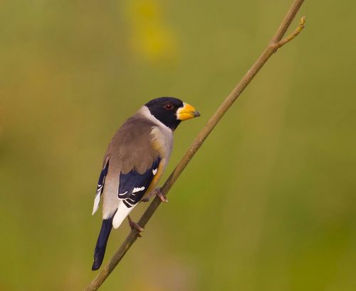 6,铜嘴蜡子:夏候鸟