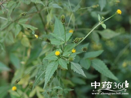 植物》),苍蝇花(《中药志》),水白参,白花壹瓶,小叶鲤鱼胆,瞿麦沙参