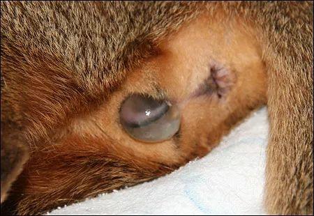 母猫的两种自然分娩方式全图解