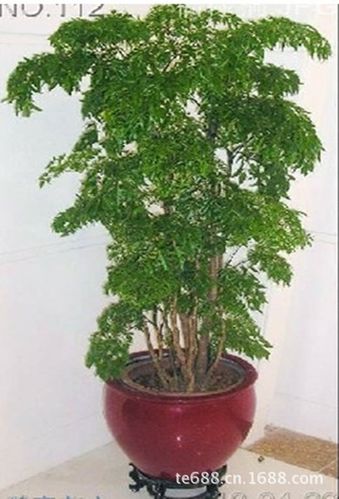 盆栽福禄桐,批发零售,月租年租,招财纳福,公司绿化佳品