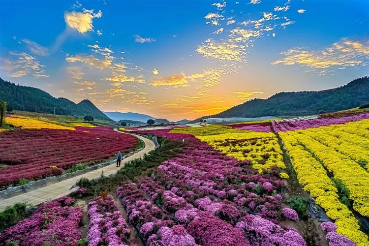 等你来发现"艳照"麻江县卡乌药谷江村菊花园中秋开园(9月13日—11月25