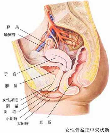 子宫两侧连输卵管,输卵管的另一端连接卵巢等,是孕育胎儿的地方;尿道