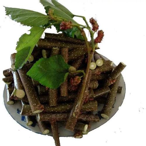 神农架生桑枝段 霜桑枝 现采桑树枝 桑叶枝 生桑树枝