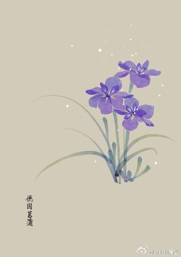 365天生日花# 4月17日 德国菖蒲 (german iris)