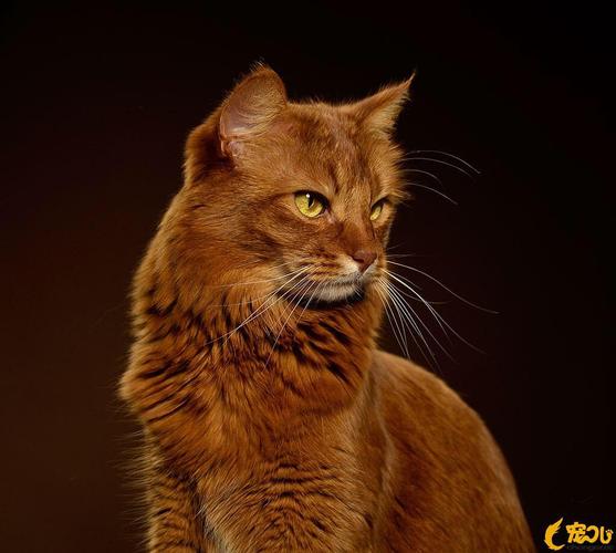 眼珠颜色多为绿色,亦有琥珀色及浅褐色.