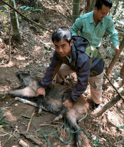 野猪救助现场实景 龙小编同事回忆 当时野猪右前脚 被钢丝绳拴住