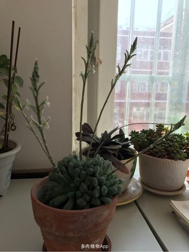 两个想开花的玉露