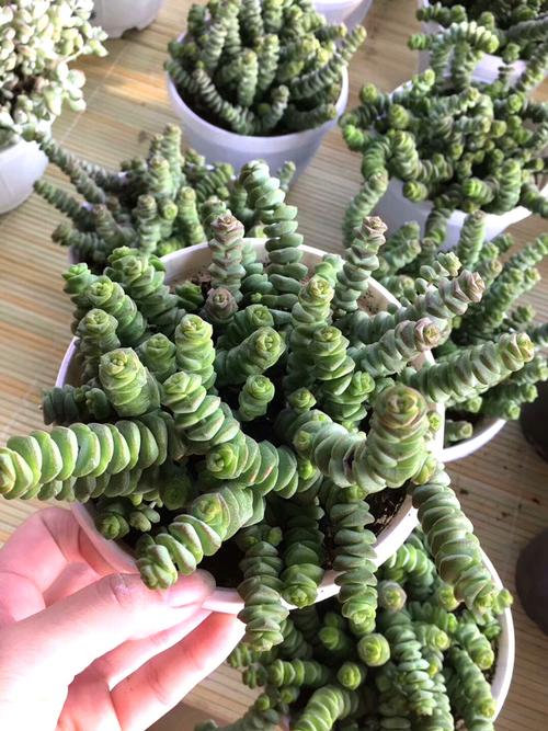 钱串迷你胖多肉植物一物一拍园艺好评好店
