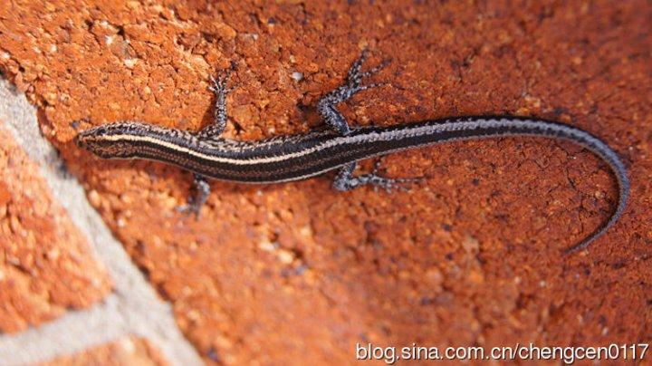 在澳洲,蜥蜴太常见,大大小小,各种各样.