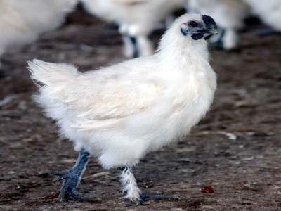 成年公鸡体重1.8—2公斤,平均体重1.65千克,成年母鸡体重1.4一1.