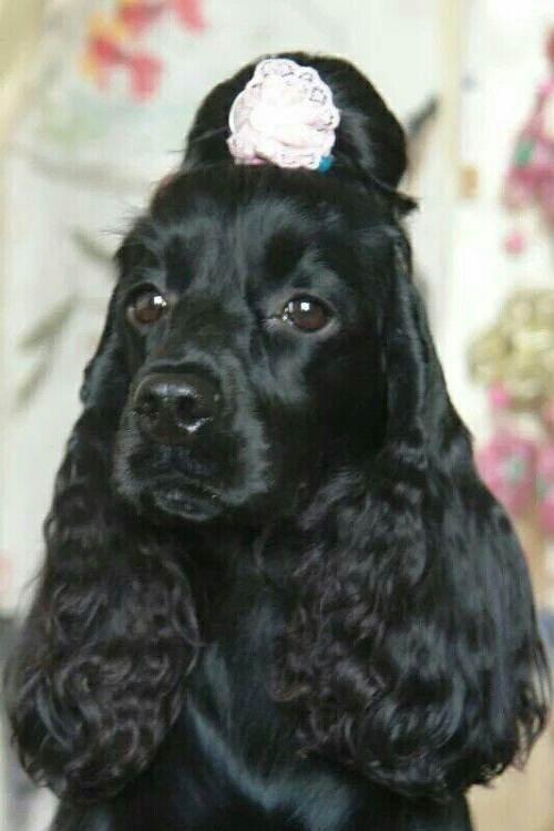 朋友家的可卡犬五十天了,有喜欢的微我,还有一只黑色