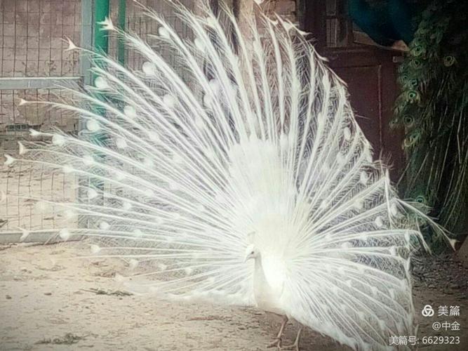 白孔雀蓝孔雀一一开屏啦!