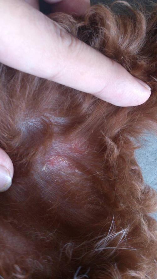 泰迪皮肤病, 狗狗以前有过螨虫,最近身上开始长一些一块一块的,类似