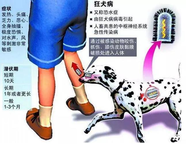 猫狂犬病发作什么症状
