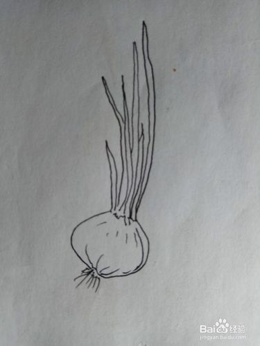 洋葱的发芽过程简笔画