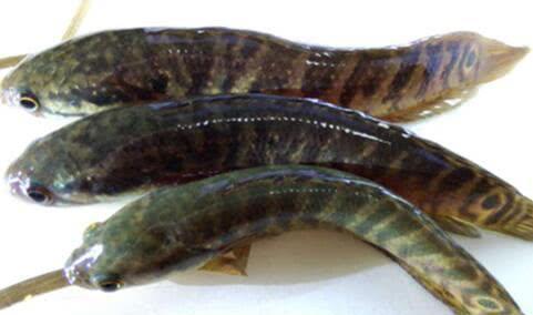 小时候乡下常吃的山花鱼,如今重金竟然都难求,变成记忆中的美味