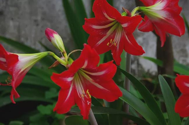 朱顶红花期春夏季,孤挺花花期多在秋冬季,这两类植物的最佳观赏点都