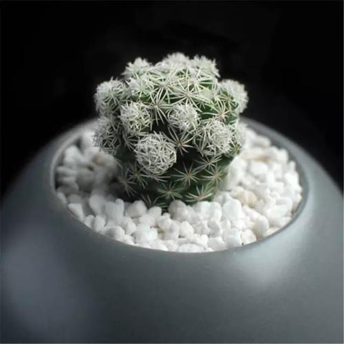 白鸟为仙人掌科多肉植物,全身布满毛刺,很容易群生,是多肉植物仙人