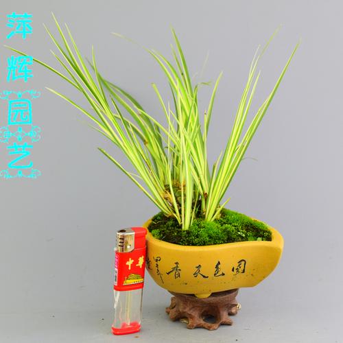 微型掌上金边金线菖蒲盆景室内植物微景观银线菖蒲水培盆栽特价