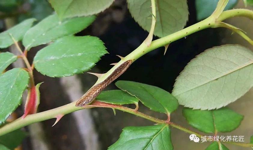 月季花在夏季容易爆发病虫害,常见的就是蚧壳虫,红蜘蛛,蚜虫,蓟马
