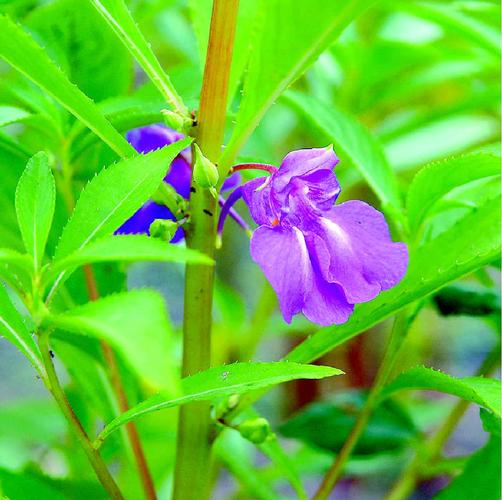 凤仙花-药用植物花谱-图片
