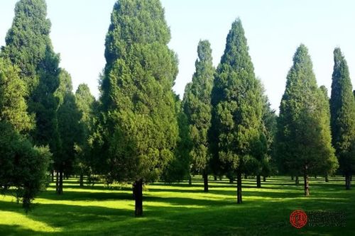 松柏木命好不好