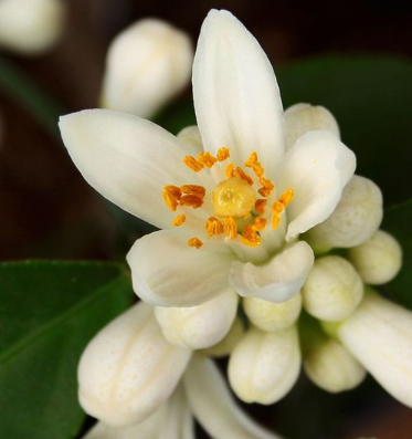 1,柠檬的花有雌花和雄花,然后雌花和雄花结合碰撞,雌花和雄花的花粉
