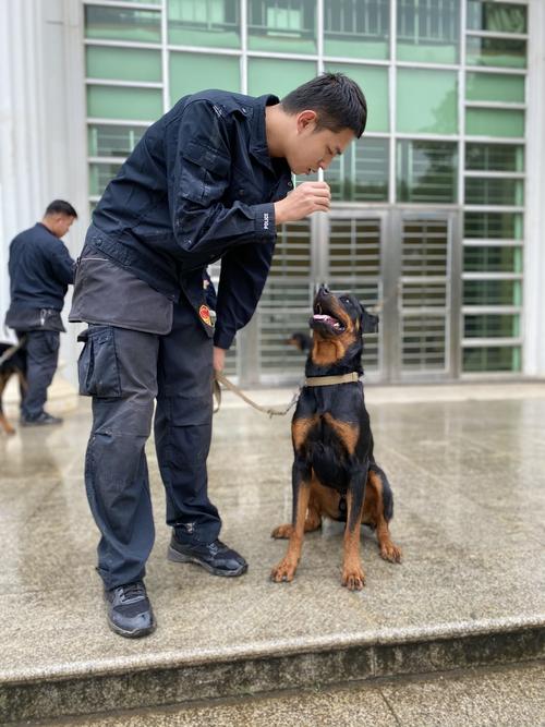 十大队民警赴公安部南昌警犬基地培训之训练聘6