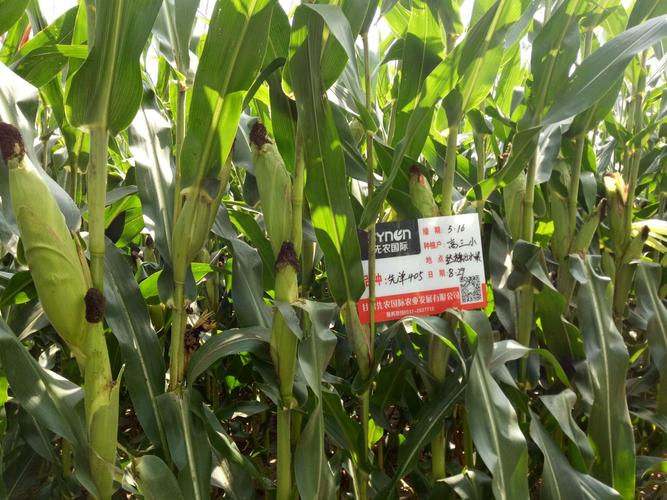 最新审定优质玉米品种"先单405"