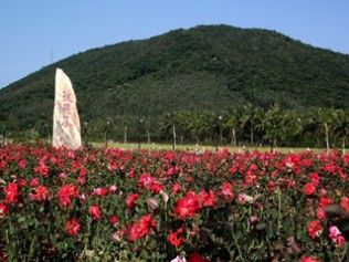 亚龙湾玫瑰谷