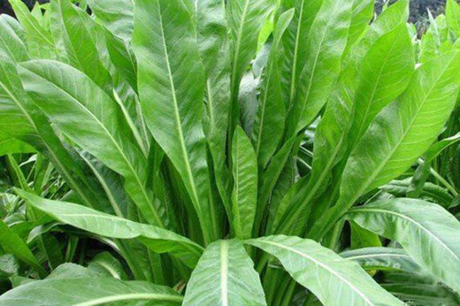 菊苣,既可以供人食用的绿色蔬菜,又深受家禽喜食的牧草