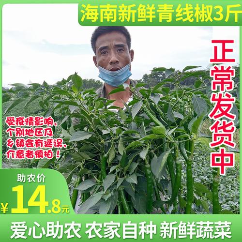 购客海南青线椒青辣椒净重3斤农家蔬菜鲜辣椒二荆条青椒做剁椒辣椒酱