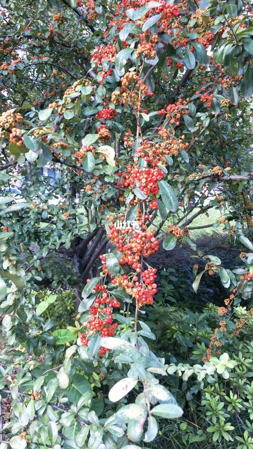 一树两个色,本地火棘正当红_家装_家居_家居装饰_家居