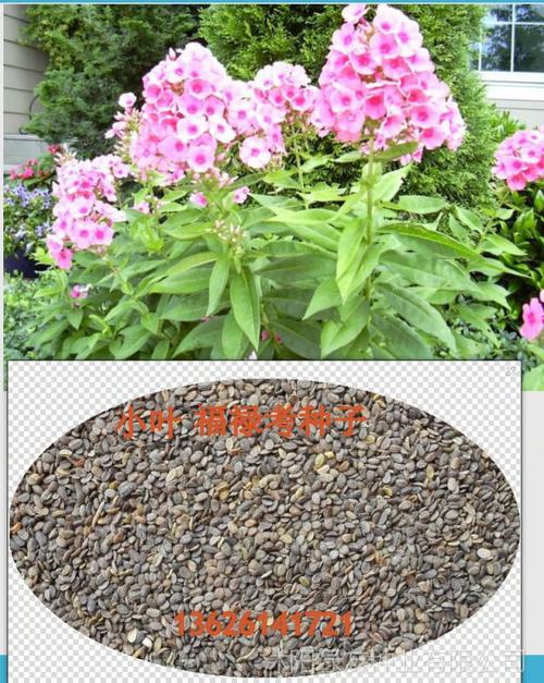 芝樱种子 芝樱花 福禄考种子 小叶福禄考 名贵高档花卉种子