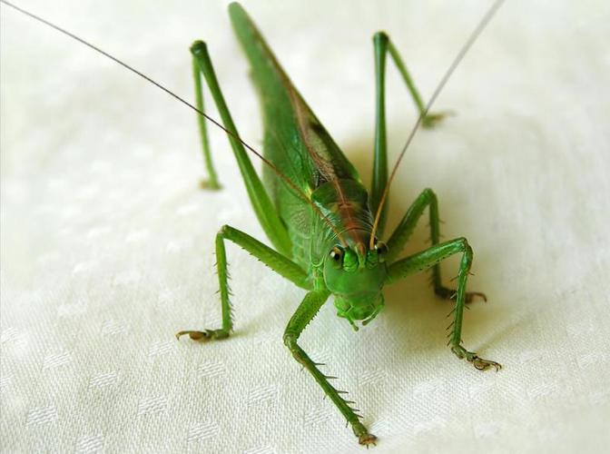 蝈蝈长什么样子