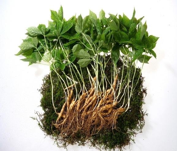 (北京)天地爱幼苗人参