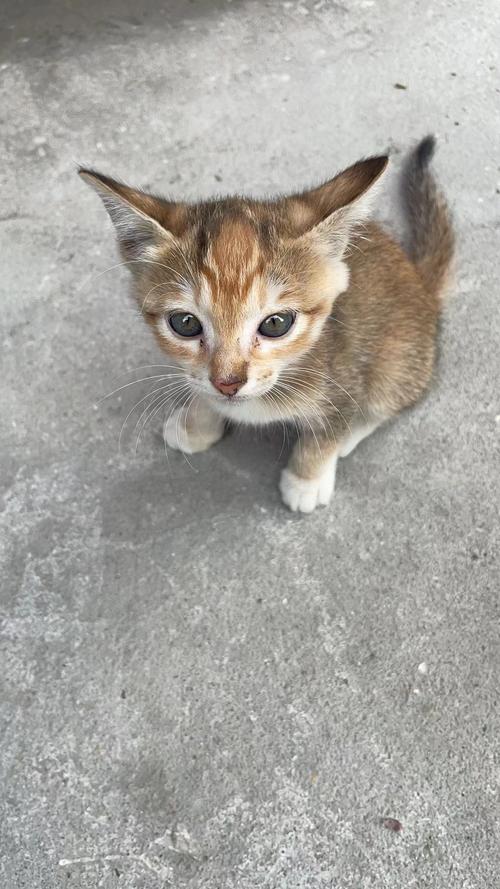 眉清目秀的猫咪