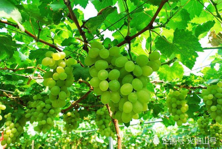 阿图什木纳格葡萄传说