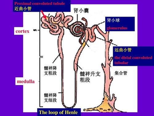 尿的生成和排出20ppt