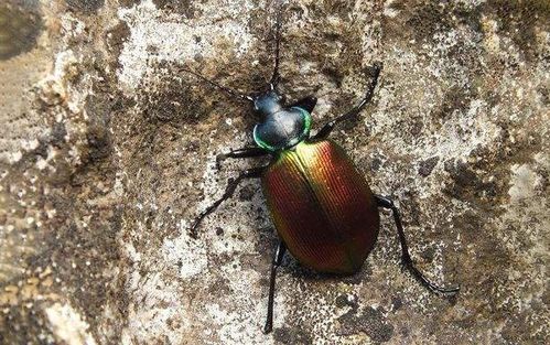 圣甲虫(食粪虫)   西班牙蜣螂的前额有一个强健的尖角,且向后翘