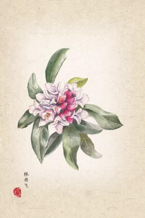 瑞香:重重赢得梦魂香