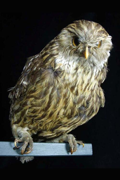 鸮形目·鸱鸮科·笑鸮属:笑鸮